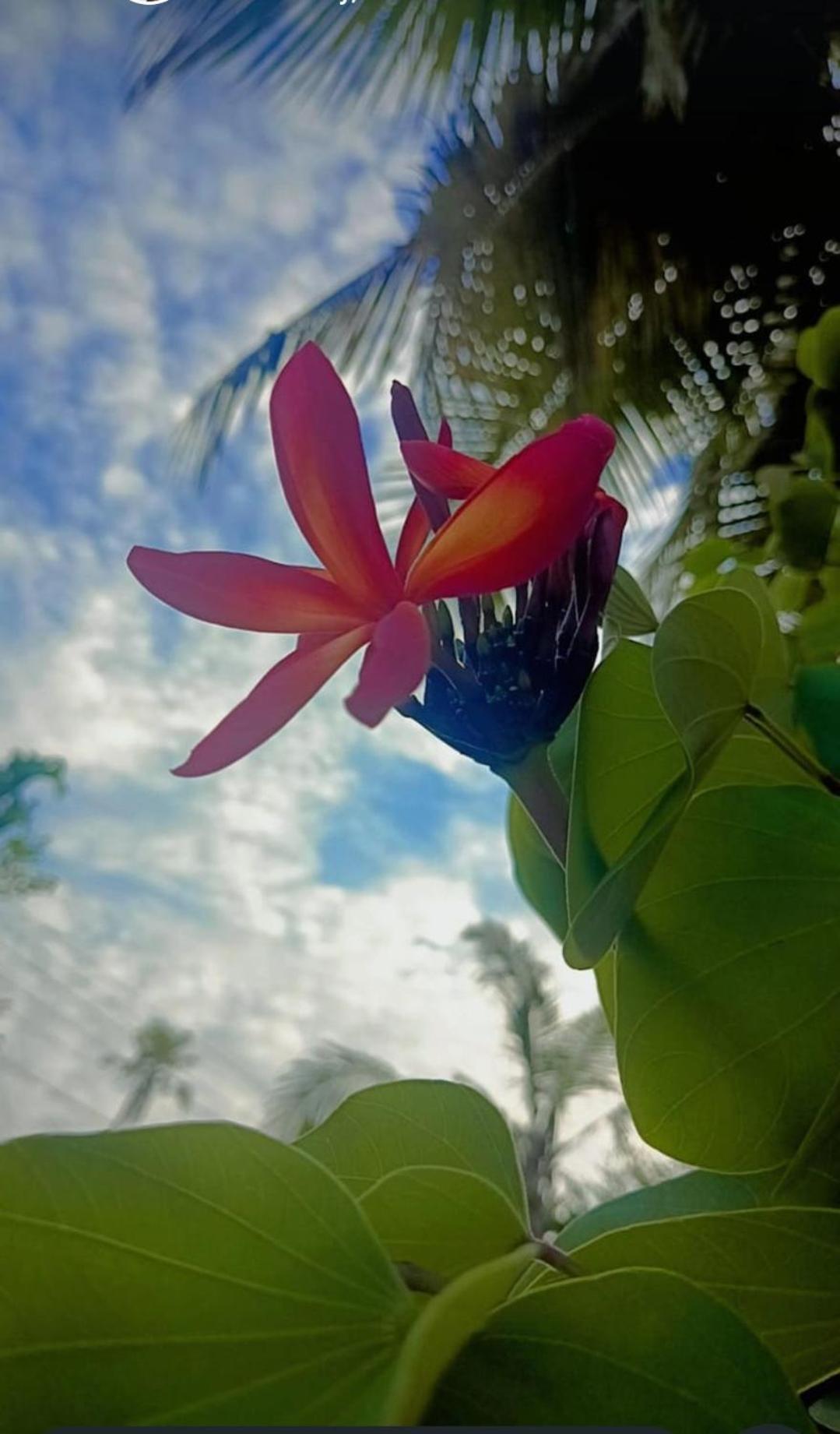 Marari Beach Bungalow Resort Alleppey Mararikulam Eksteriør bilde